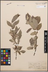 Foto von Salix caprea L. x Salix lapponum L.